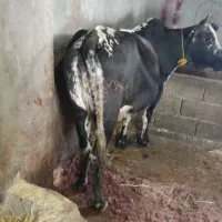 گاو آبستین ۷نیم ماهشه