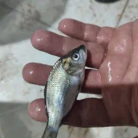 ماهی کپور و کوی