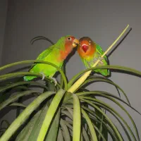 پرنده