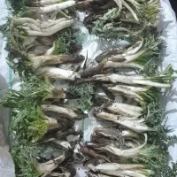 کنگر تر تازه