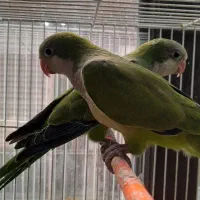 فروش طوطی راهب سبز