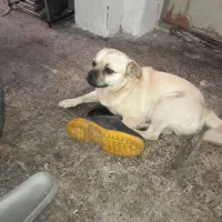 سگ نژاد پاگ