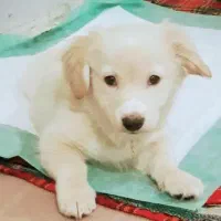 سگ پاکوتاه پارامین نر