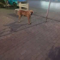پت خانگی محبوب