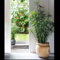 تعویض گل و گیاه با پوشاک