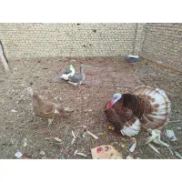 بوقلمون