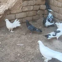 کبوتر|پرنده|قم, میرزائیه|دیوار