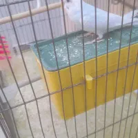 فروش مرغ عشق