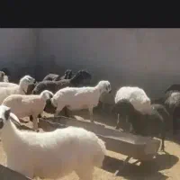 گوسفند زنده