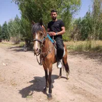 اسب نریان یورقه