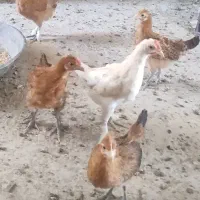 جوجه محلی پاک