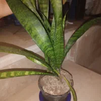 گل سانسوربا