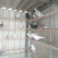 تعدادمحدود پرنده کبوتر