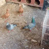 کبوتر