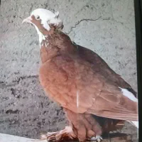 کبوتر.پاپرکاکلی قرمز بدون ایراد.ماده