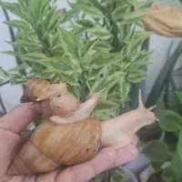 حیوان خانگی(حلزون)