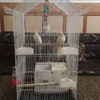 عروس هلندی سخنگو
