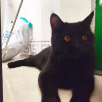 گربه گمشده به یابنده مژدگانی زیادی داده میشود