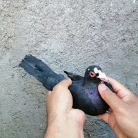 جفت پلنگ،دم زرد،سفید گوک