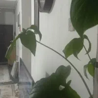اپارتمان در منازل دانشگاه