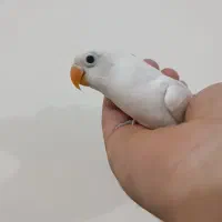 جوجه کوتوله 2 ماهه
