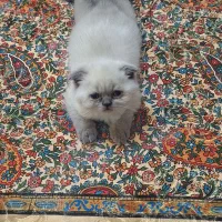 گربه اسکاتیش بریتیش ۲ ماهه