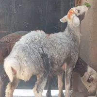 10کاور وبره ماده شال عروسک دوقلو زاهرراس32اسفدن