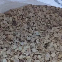 پوست پسته درجه۲ قیمت ۳۸ وزن ۱۵تن