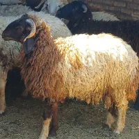 ۱۰عددگوسفند کمر پر