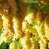 اجاره دادن  گردو