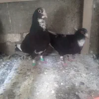جفت کفتر و جفتگاه