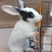 خرگوش