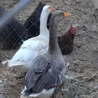 فروش غاز و اردک و بوقلمون و مرغ