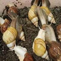 فروش حلزون و خاویار حلزون