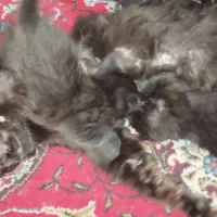 گربه پراخ خانگی