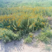 سلام خرید و فروش گیاهان دارویی خراسان رضوی