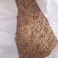 گندوم درجه یک