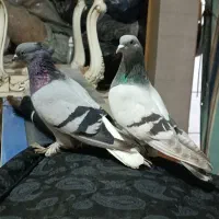 کبوتر بهبهونی نرو ماده بازیکن