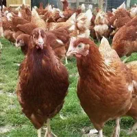 مرغ لوهمن اصل(ماشین تخم گذاری)