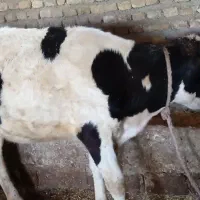 گوسال