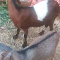 بز زاییده