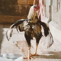 خروس نسل دار