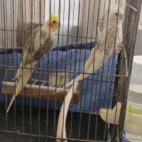 عروس هلندی