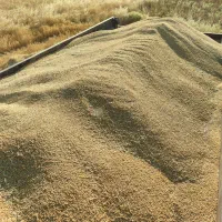 گندم بذری کوهدشت