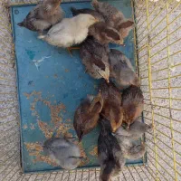 جوجه محلی اصل