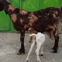 بز مری هیکلی با کهره ماده