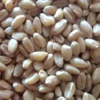 گندم پول نقد
