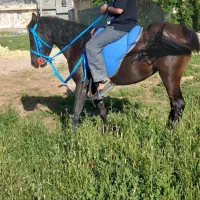 اسب مادیان