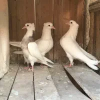 رنگی قیمت مناسب