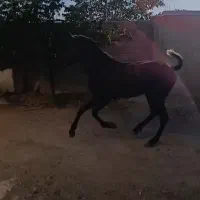اسب